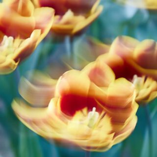 Impression of spring
Part ll