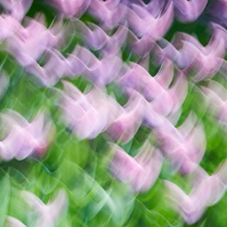 Impression of spring flowers 
Part l

A beautiful day with friends and flowers. This gave me plenty of room to let our creativity run wild.

How do you experience spring? 🌷🌞

#flower #naturedesign #natureart #artofnature #dreamland_arts_of_nature #abstractphotographyart #canonphoto #longexposurephotography