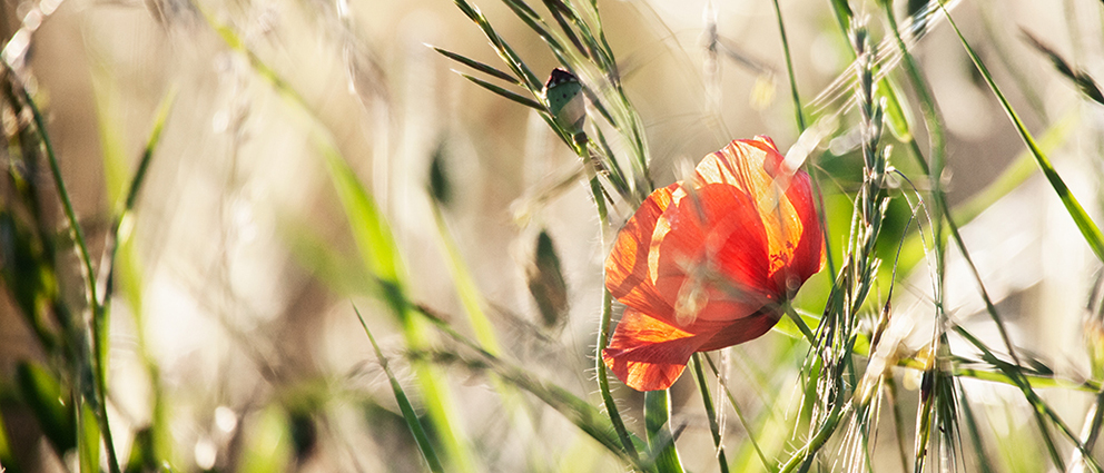 PiaObscura Fotografie Natur Mohn