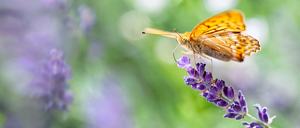 PiaObscura Fotografie Tiere Schmetterling