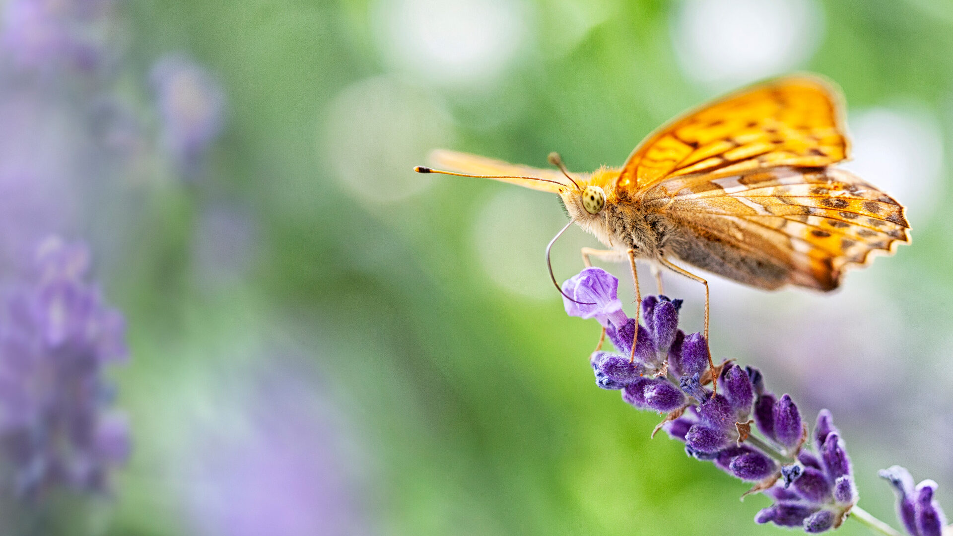 PiaObscura Fotografie Tiere Schmetterling